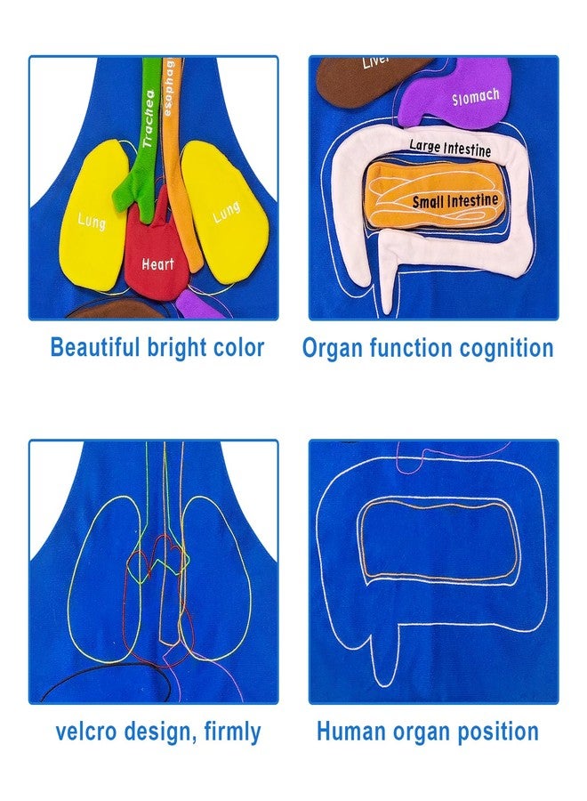 BOHEMIABY 3D Organs Apron, Anatomy for Kids Apron Body Parts Organs Educational Toys, Soft Disassembled Internal Organs Plush Model for Home Preschool Teaching Aid Boy Gir - Image 4